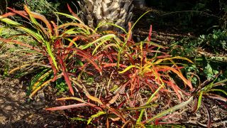 2024-01-GranCan-Jardin_de_la_Marquesa-081.jpg